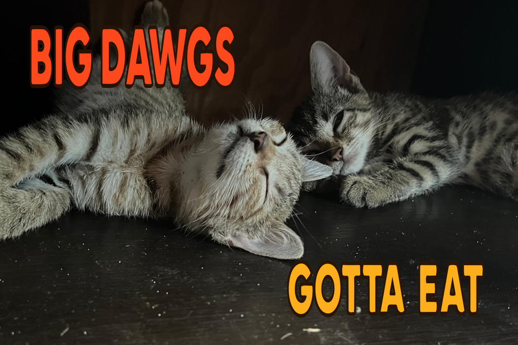 Big Dawgs Gotta Eat Stickers "Everything BUT Dawgs" Pack