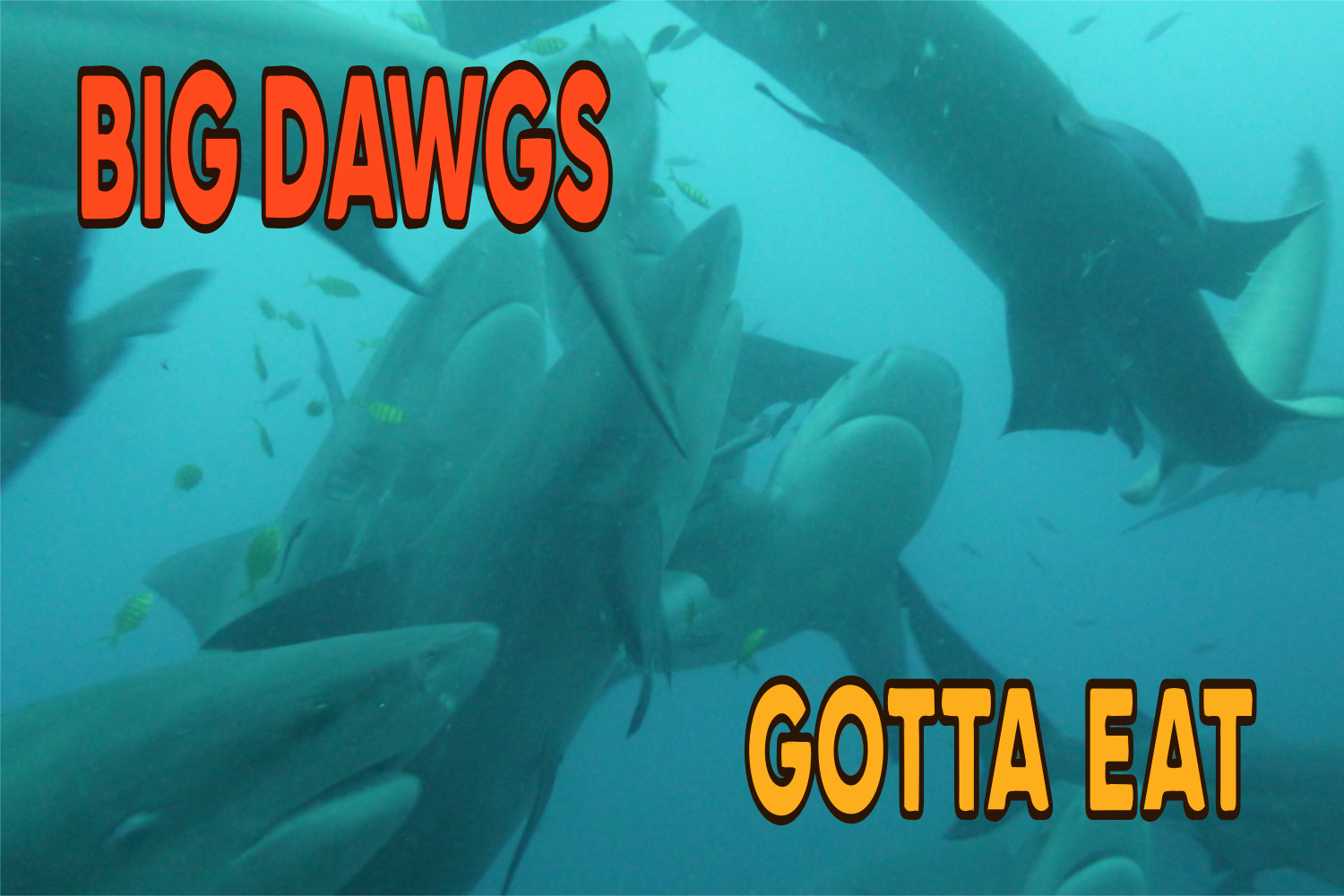 Big Dawgs Gotta Eat Stickers "Everything BUT Dawgs" Pack